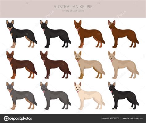 Australian Kelpie All Colours Clipart Different Coat Colors Poses Set ...