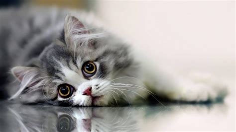 Cute Cat Wallpapers Desktop - Wallpaper Cave