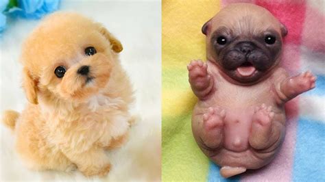 Cute Newborn Dogs