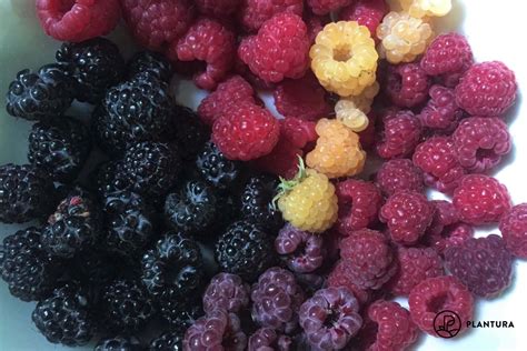 Raspberry varieties: autumn and summer types - Plantura