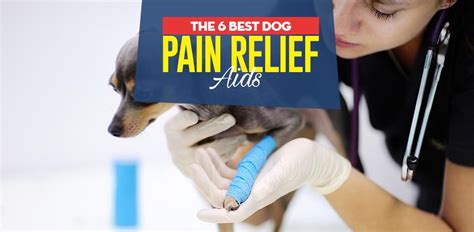 What Pain Meds Do Vets Give Dogs