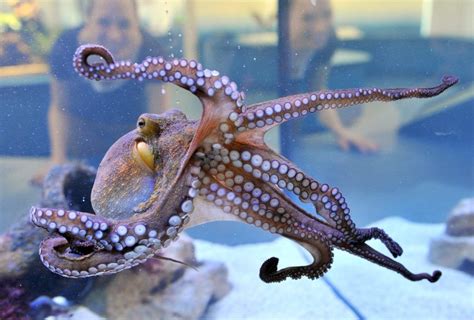 Octopus Facts, Types, Lifespan, Classification, Habitat, Pictures ...