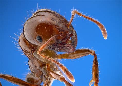 Ant Identification Guide With Photos - Owlcation