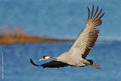 Common Crane, Grus grus, big bird flying the nature habitat, Lake ...