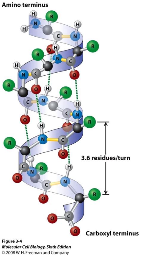 Alpha Helix: Secondary Structure of Protein – Fatoni's Biology