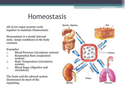 Homeostasis Diagram