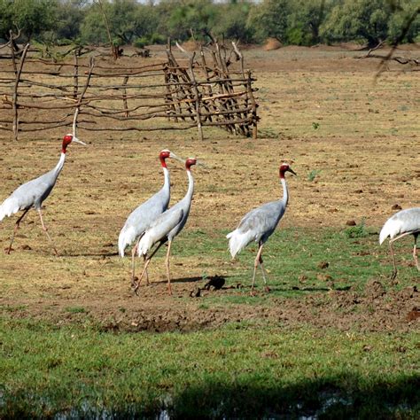 Keoladeo National Park | Sahapedia