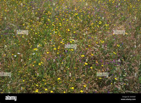 wild spring flowers Stock Photo - Alamy