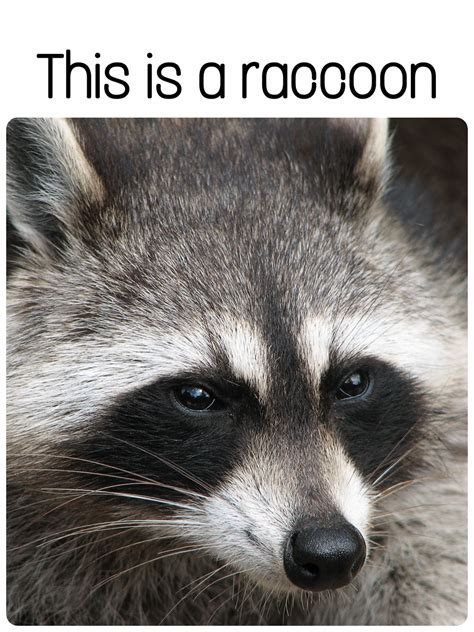 Raccoon Pfp Meme