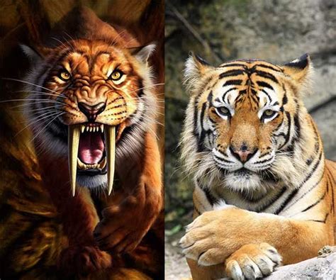 Real Saber Tooth Tiger Pictures