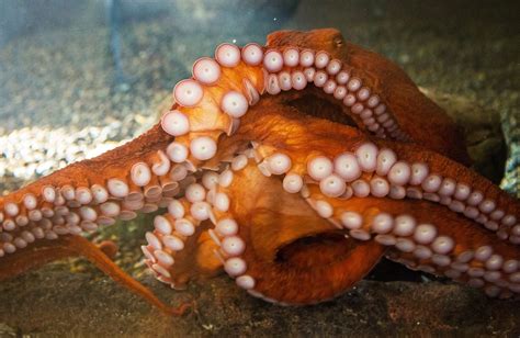 Biggest Octopus Ever Caught On Camera - Margaret Wiegel