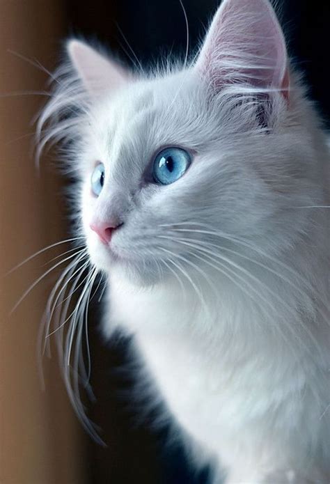 Are White Cats With Blue Eyes Deaf - KaylinkruwMccarthy