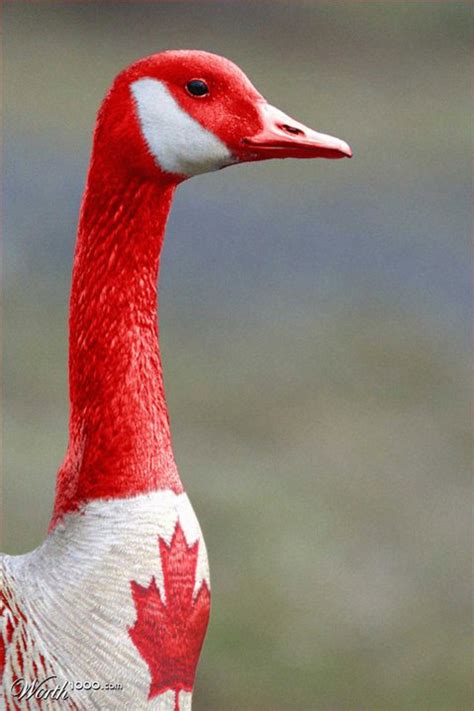 Assoluta Tranquillita: Red Shirt Friday: Canada Geese EVERYwhere ...