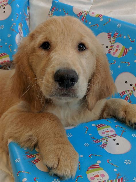 Golden Retriever Puppies For Sale | Fort Gratiot Township, MI #175259