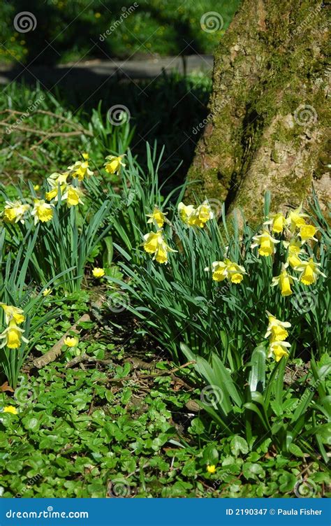 Miniature Woodland Daffodils. Stock Image - Image of leaves, woodland ...