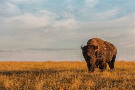 Bison (Bison Bison), Grasslands National Park - Stock Photo - Dissolve