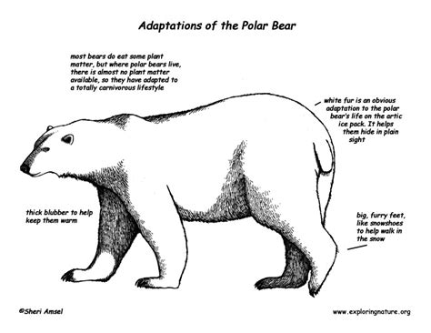 Adaptations of the Polar Bear