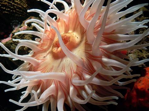 17 Facts You Need to Know About Sea Anemones Before You Add Them Your ...