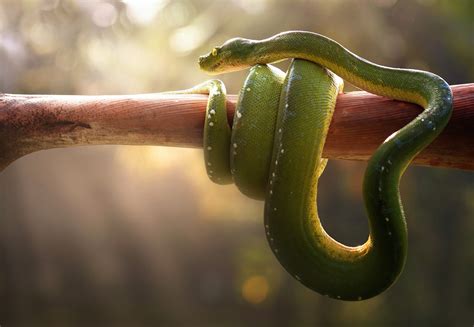 Boa Green Snake Wallpaper,HD Animals Wallpapers,4k Wallpapers,Images ...