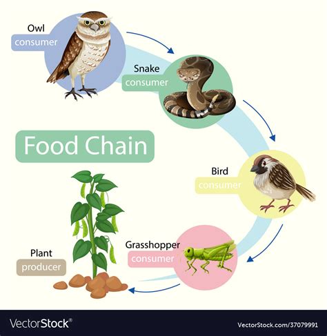 Diagram Showing Food Chain 2384316 Vector Art At Vecteezy | Images and ...