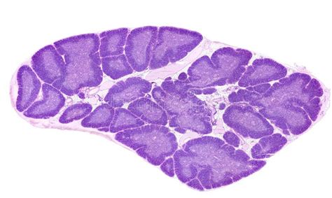 Human Thymus. Cortex and Medulla Stock Image - Image of microscopy ...