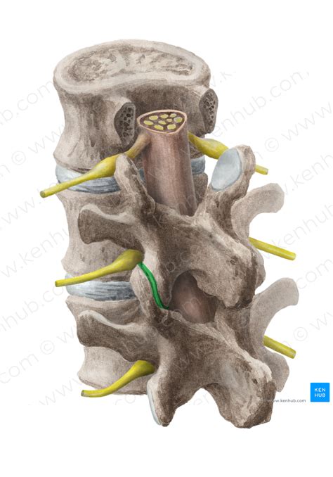 Zygapophyseal joint (#2100) – Kenhub Image License Store