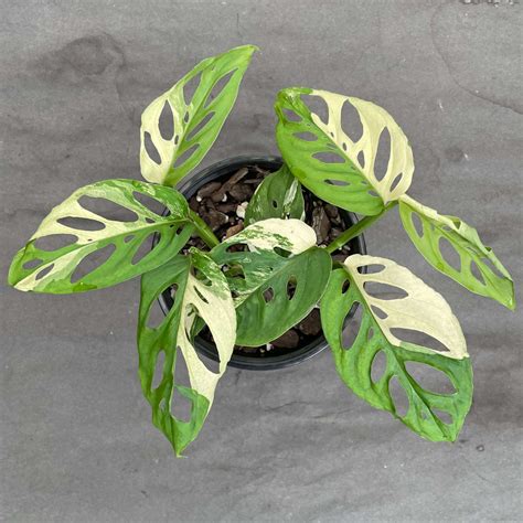 Variegated Monstera adansonii - Odd Spot Plants