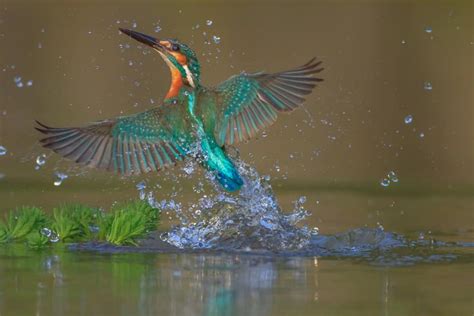 Kingfisher Symbolism: 7 Spiritual Meanings of Kingfisher