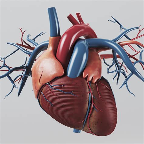 human heart - internal anatomy 3d model