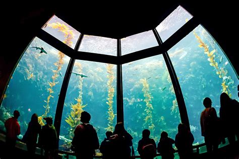 Monterey Bay Aquarium Visitor Guide