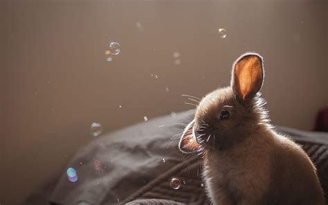 HD wallpaper: Cute Brown Bunny, rabbit | Wallpaper Flare