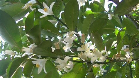 Green Thumb: My Calamansi Tree