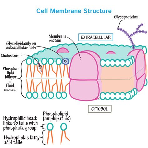 Cell Biology Glossary: Membrane Structure Overview | Draw It to Know It