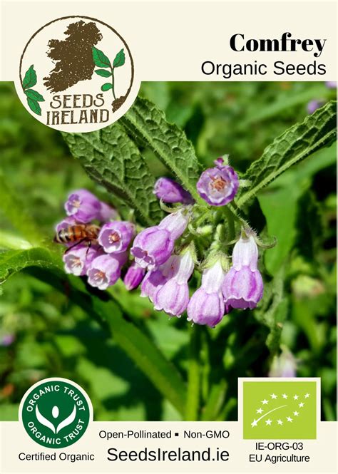 Organic Comfrey Seeds Ireland | Symphytum Garden Seed