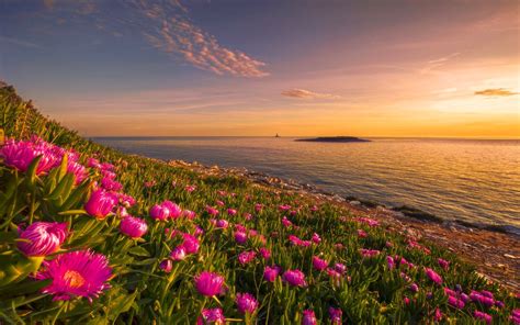 Flowers Sunset Wallpapers - 4k, HD Flowers Sunset Backgrounds on ...