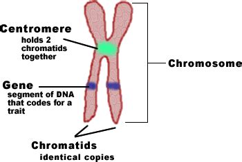 Cell Division