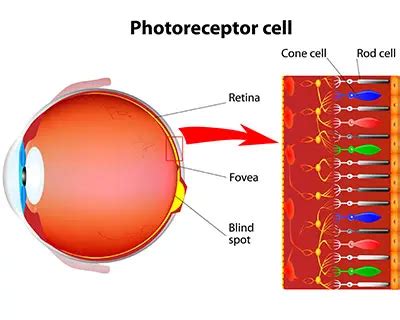 Eye Diagram Labeled Rods And Cones