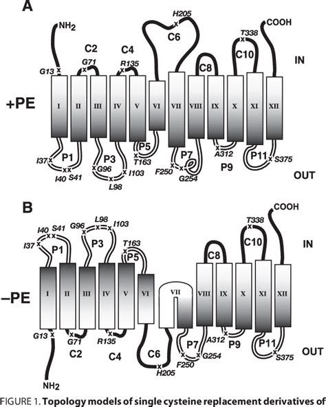 Figure 1 from Phosphatidylethanolamine and Monoglucosyldiacylglycerol ...