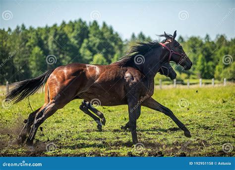 Thoroughbred Horses Gallop Across the Meadow Stock Photo - Image of ...