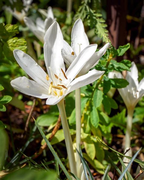 Colchicum autumnale 'Album' bulbs — Buy 'White Meadow Saffron' online ...