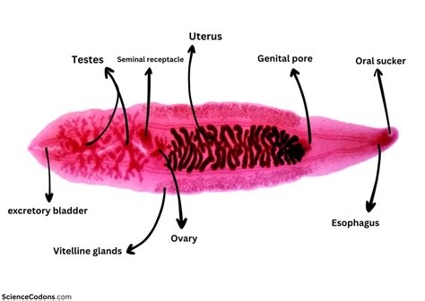 Clonorchis sinensis Infection2024: Symptoms, Diagnosis, and Treatment ...