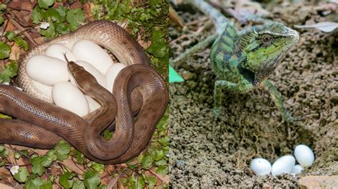 Snake Eggs vs Lizard Eggs - Online Field Guide