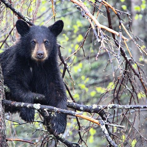 ALASKA WILDLIFE ADVENTURES (Anchorage) - All You Need to Know BEFORE You Go