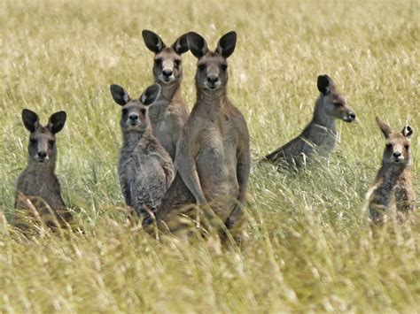 Woodlands Historic Park, Attraction, Melbourne, Victoria, Australia