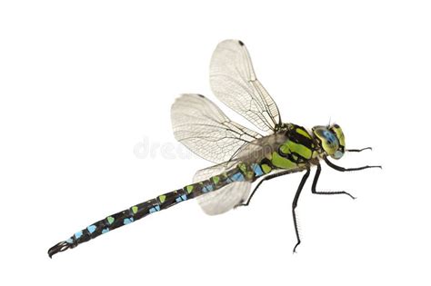 Dragonfly stock photo. Image of close, vein, wing, black - 3996202