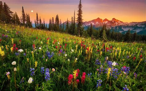 Mountain+wildflowers+wallpaper 8k Wallpaper, Widescreen Wallpaper ...