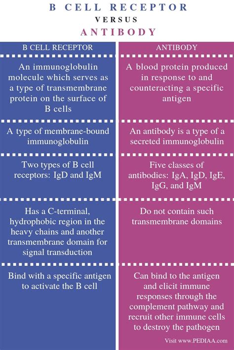 What is the Difference Between B Cell Receptor and Antibody - Pediaa.Com