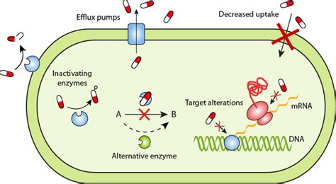 Resistance mechanisms – Antibiotic resistance – ReAct