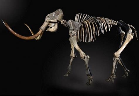 For Sale: A Fully-Restored Prehistoric Mammoth Skeleton