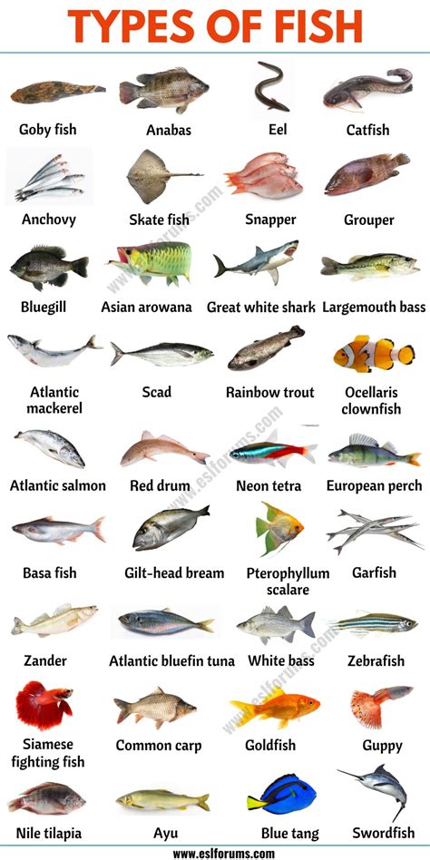 Types of Fish: List of 35+ Types of Fish from All Around the World ...